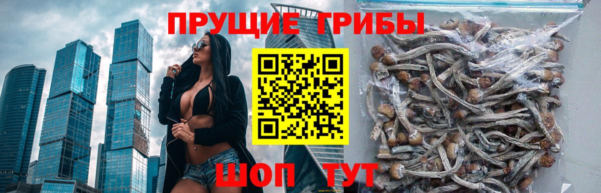 Псилоцибиновые грибы прущие грибы Павлово